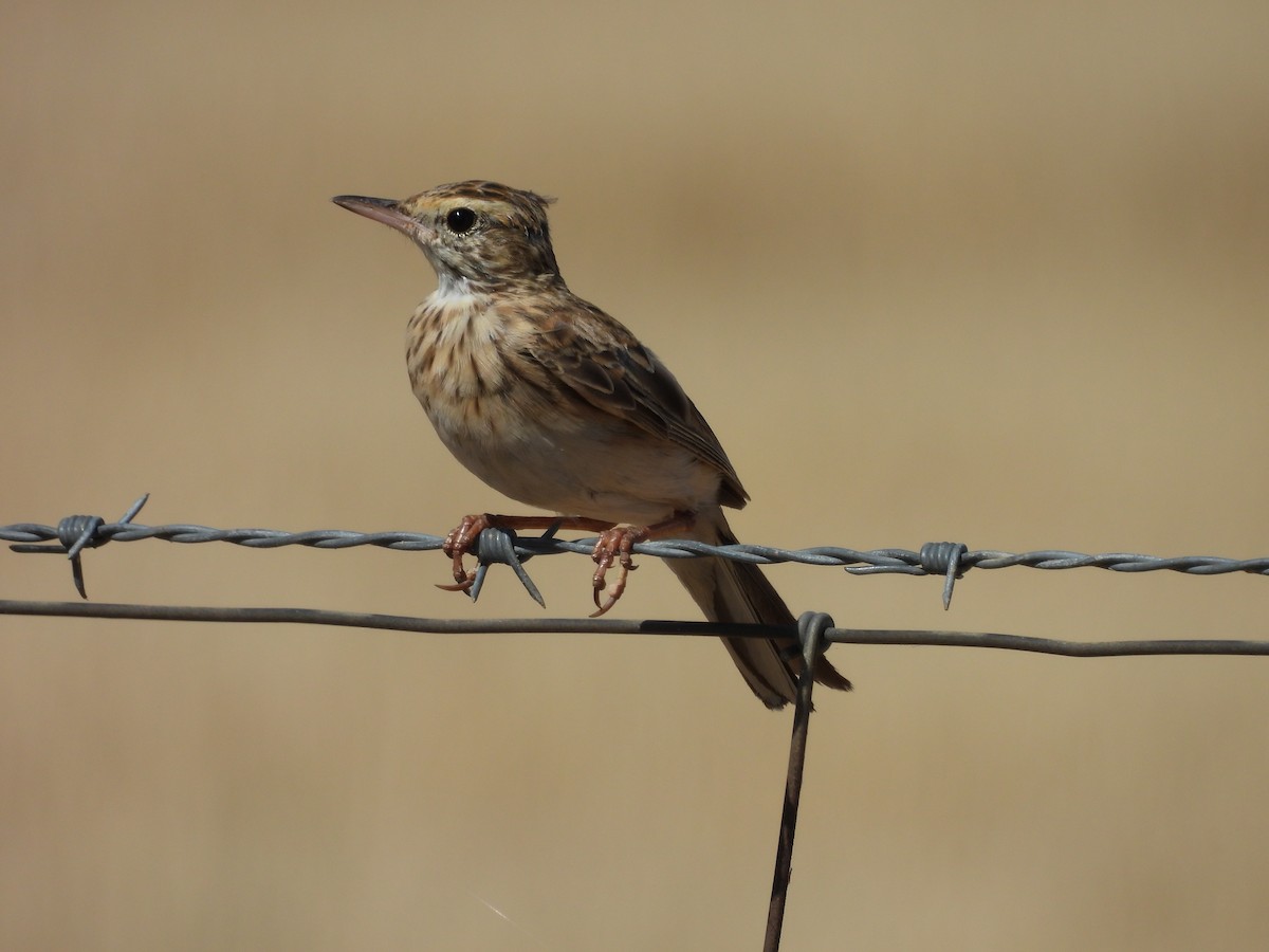 Australian Pipit - ML647253703