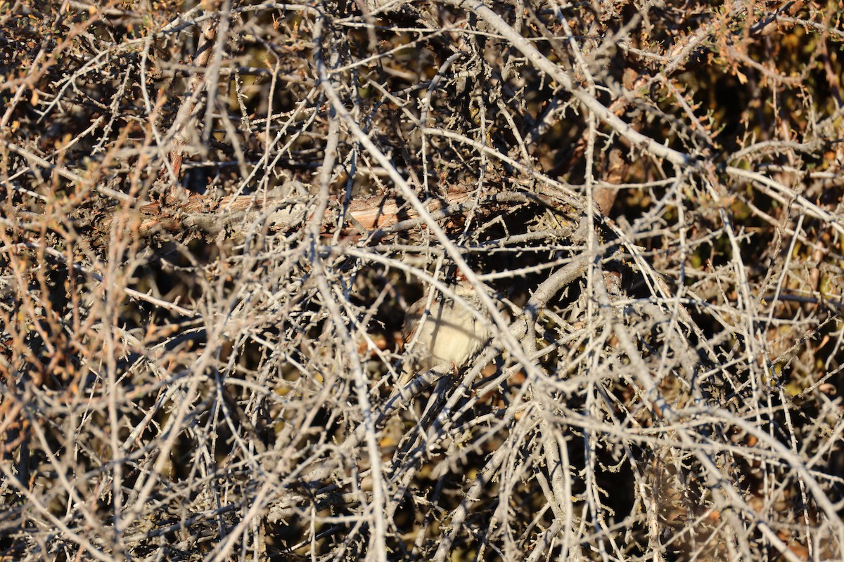 House Sparrow - ML647253705