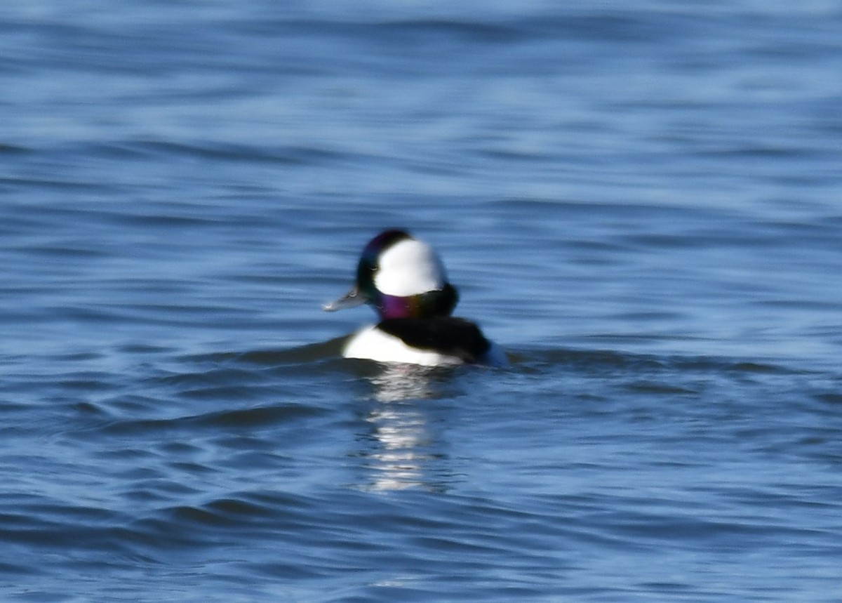 Bufflehead - ML647253707