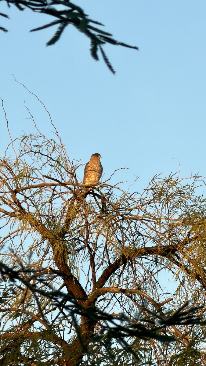Cooper's Hawk - ML647253708