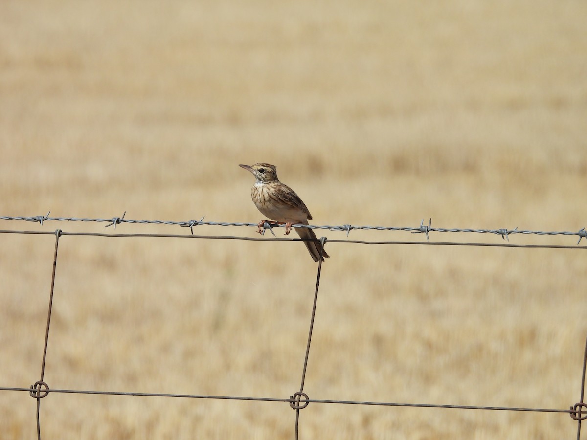 Australian Pipit - ML647253711