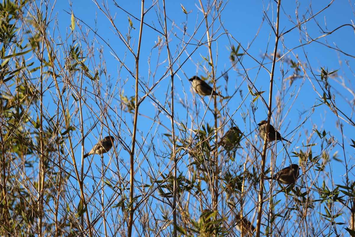 House Sparrow - ML647253723