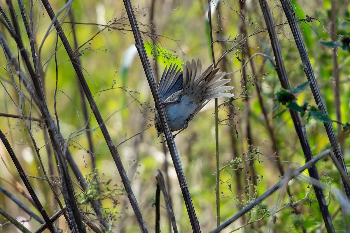 Lincoln's Sparrow - ML647253725