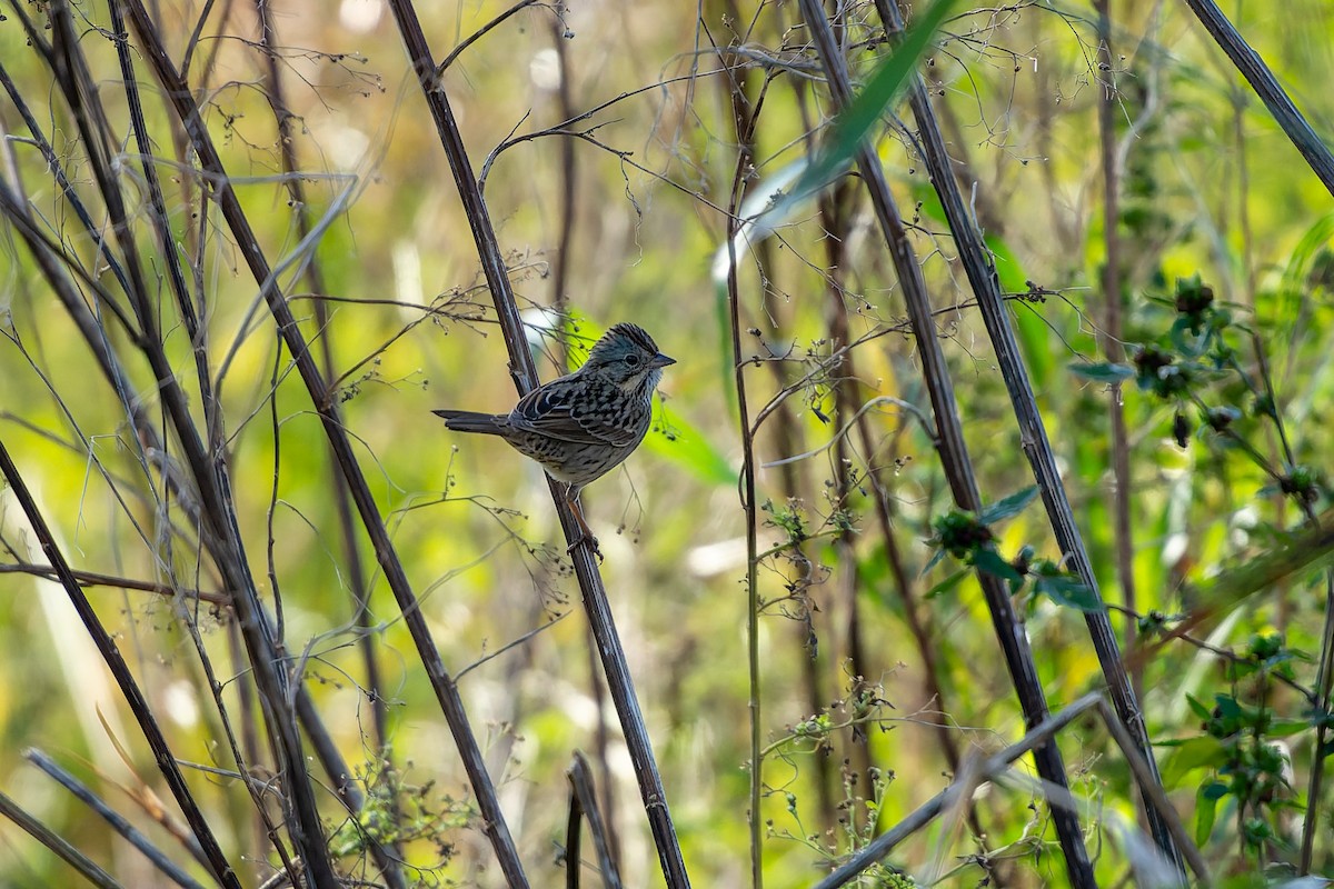 Lincoln's Sparrow - ML647253726