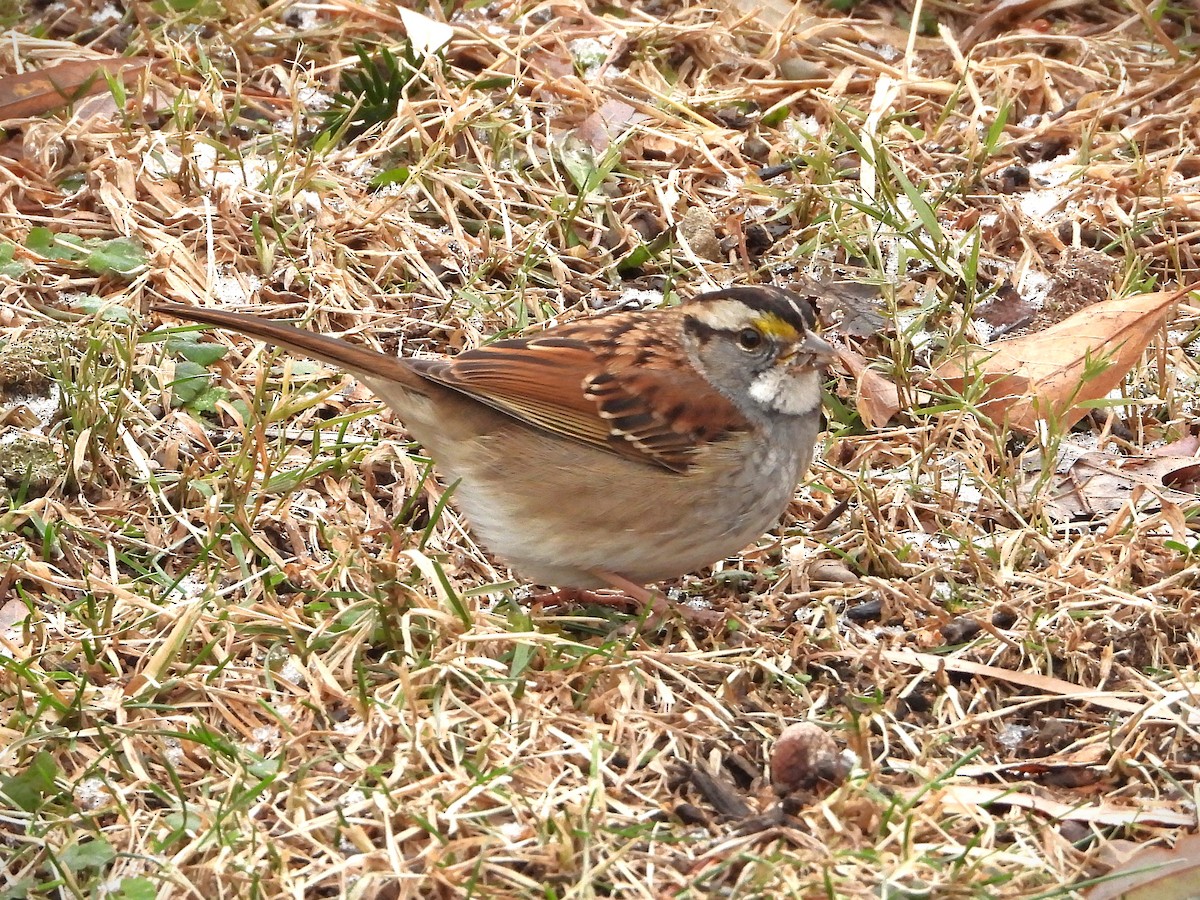 White-throated Sparrow - ML647253727