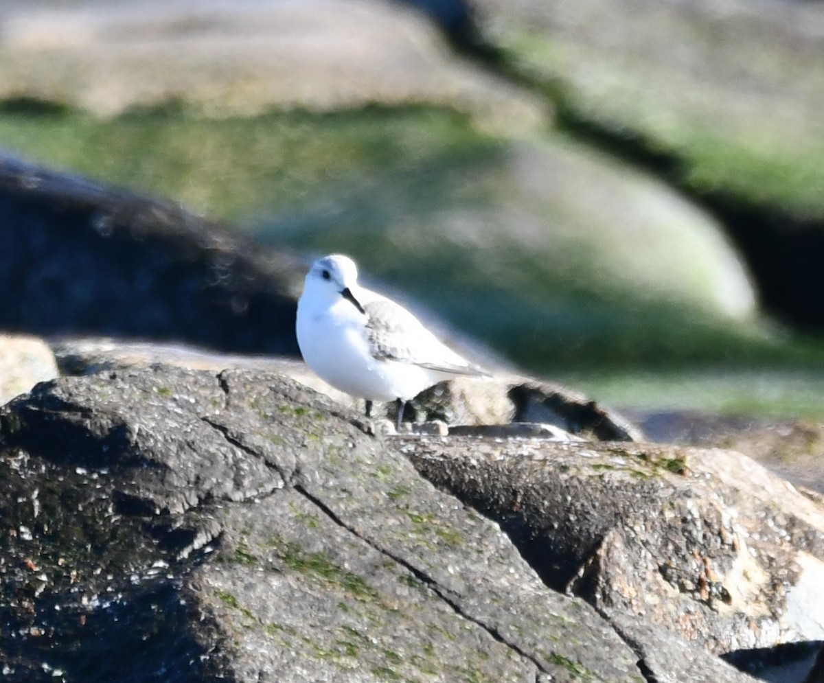 三趾濱鷸 - ML647253729