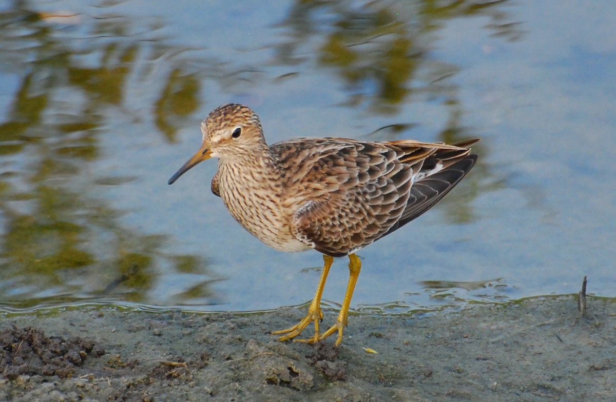 Pectoral Sandpiper - ML647253736