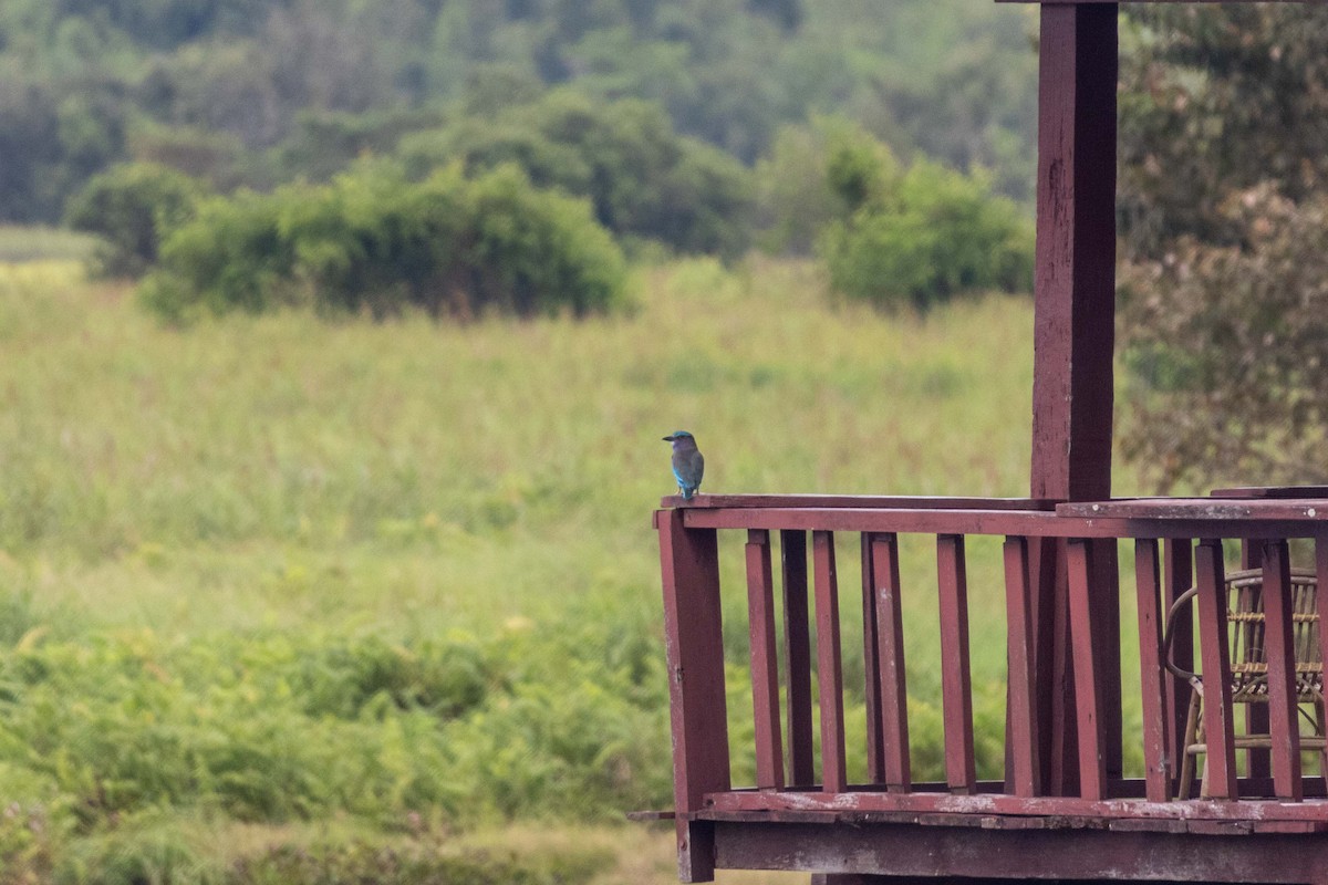 Indochinese Roller - ML647253739