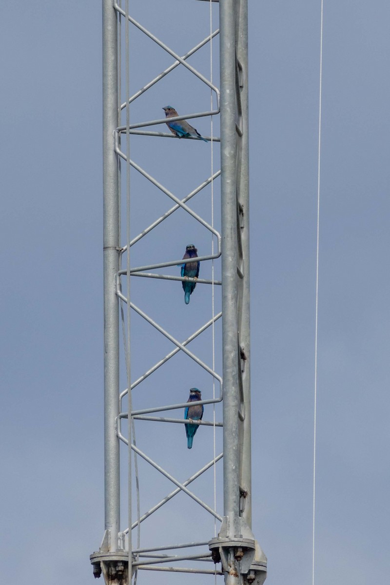 Indochinese Roller - ML647253742