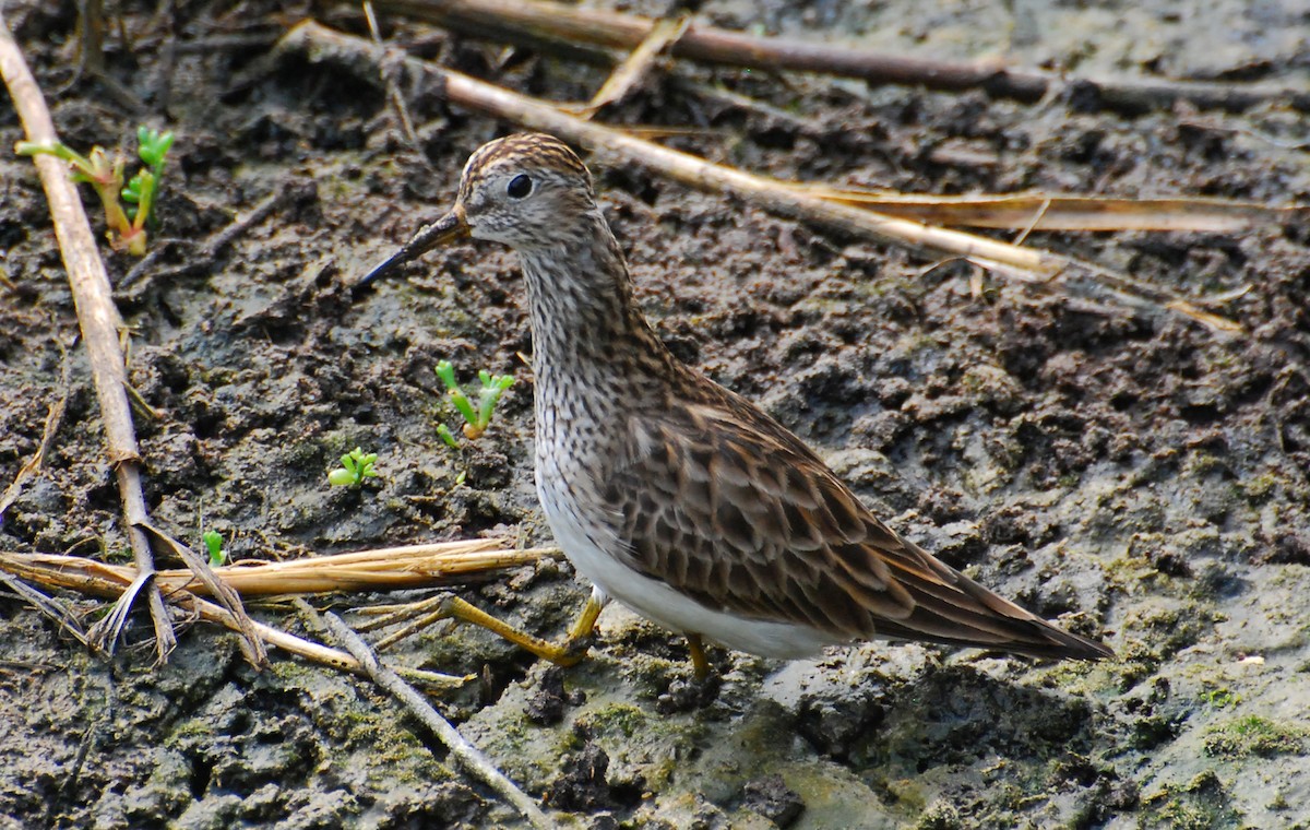 Pectoral Sandpiper - ML647253747