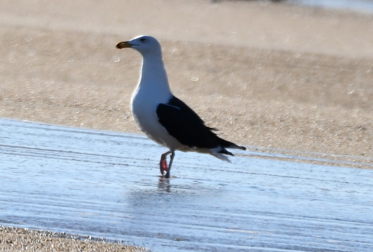 Great Black-backed Gull - ML647253753