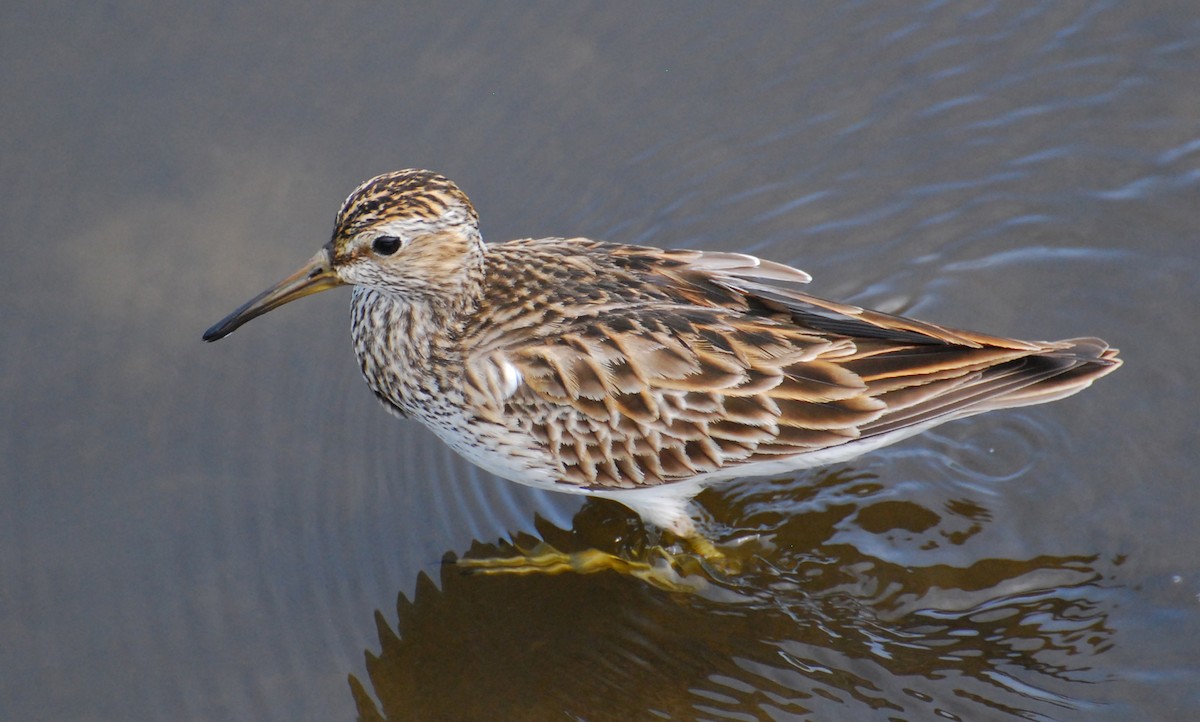 Pectoral Sandpiper - ML647253755