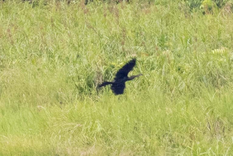 Oriental Darter - ML647253763