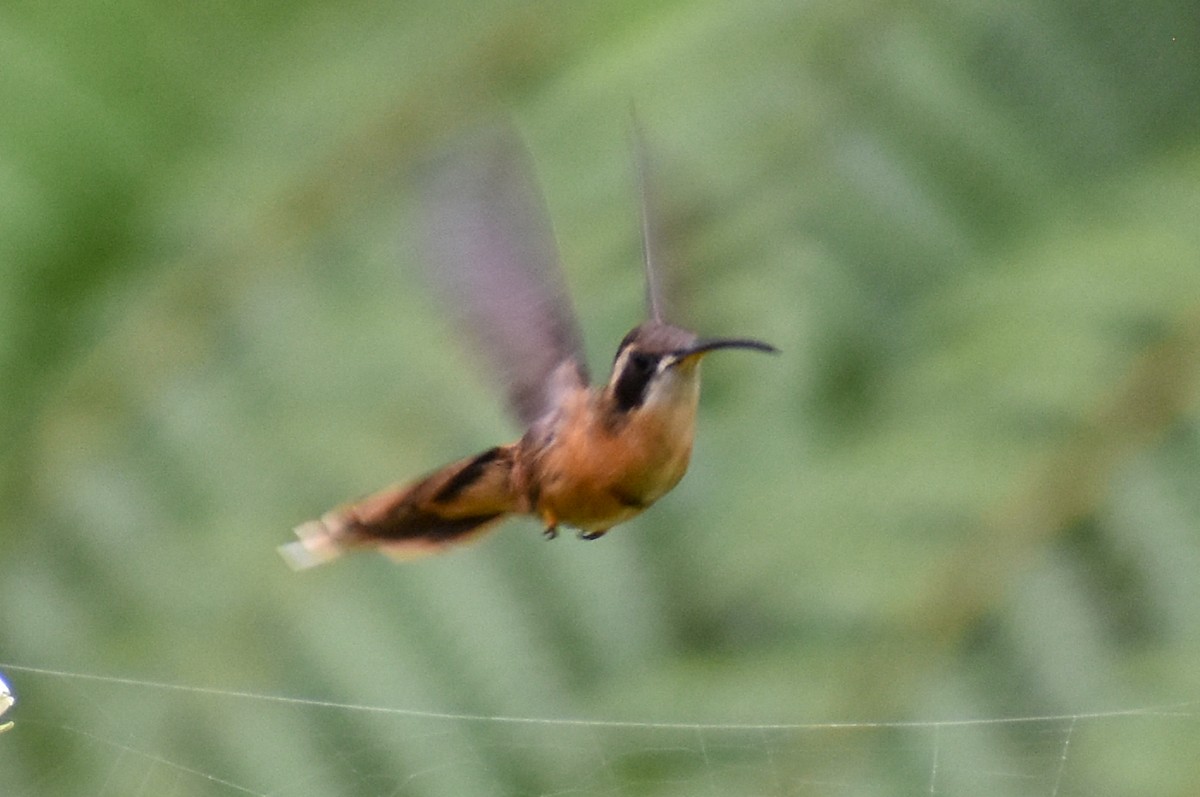 Reddish Hermit - ML647253764