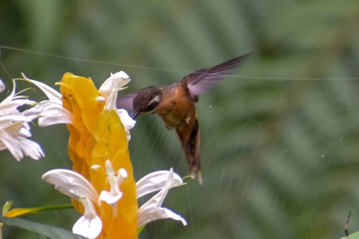 Reddish Hermit - ML647253765