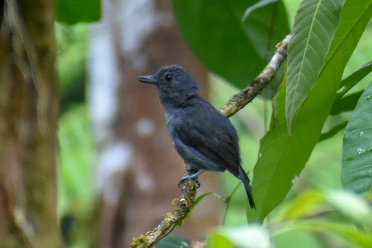 Plain-winged Antshrike - ML647253766
