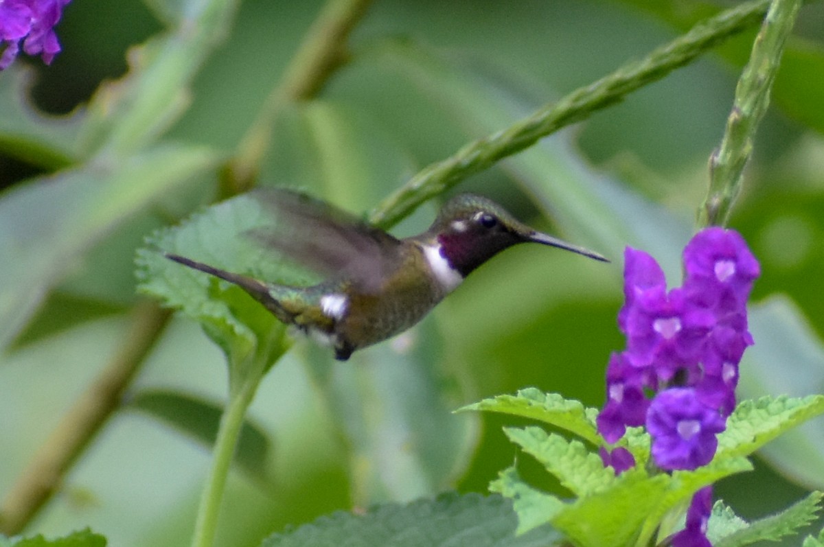 Amethyst Woodstar - ML647253767