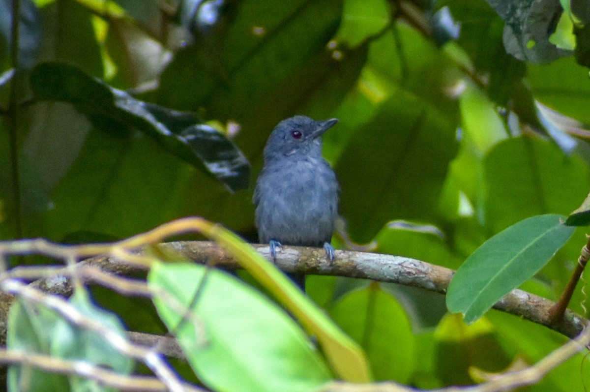 Plain-winged Antshrike - ML647253768