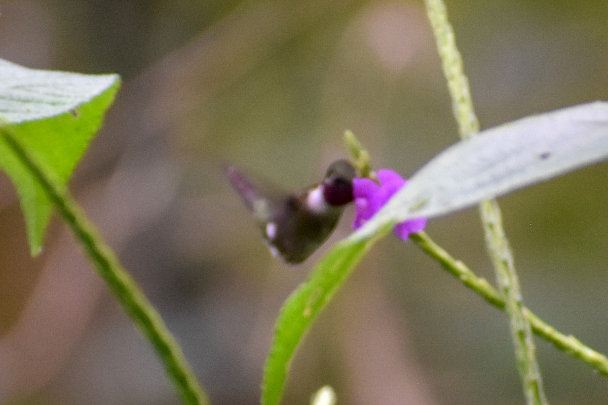 Amethyst Woodstar - ML647253770