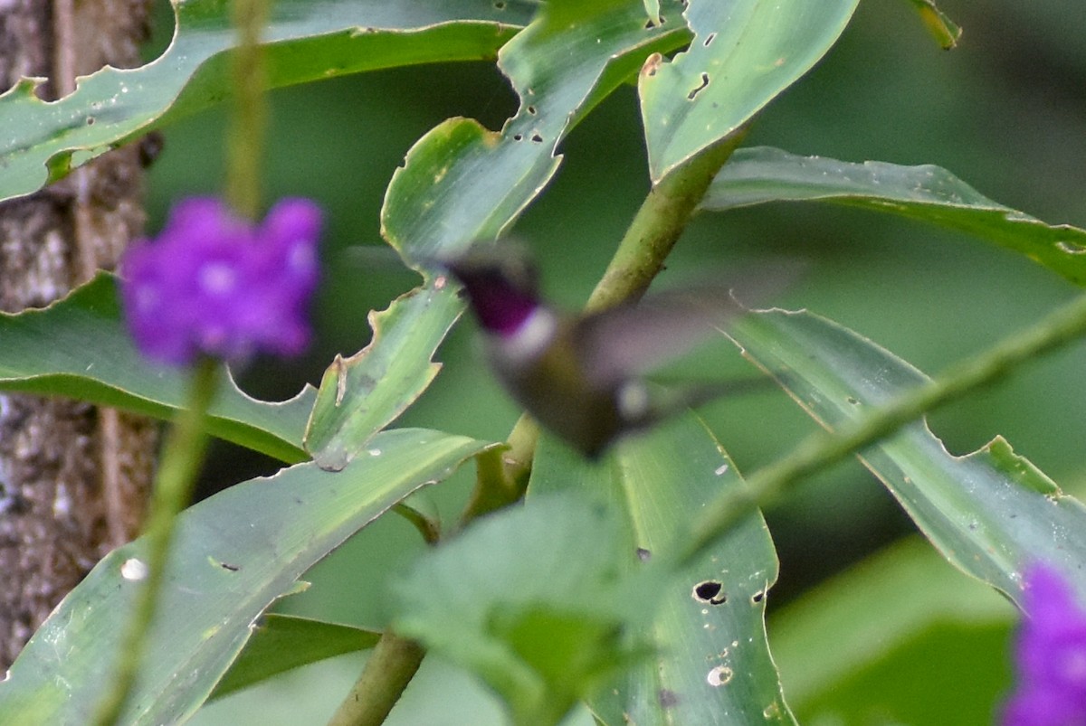 Amethyst Woodstar - ML647253771