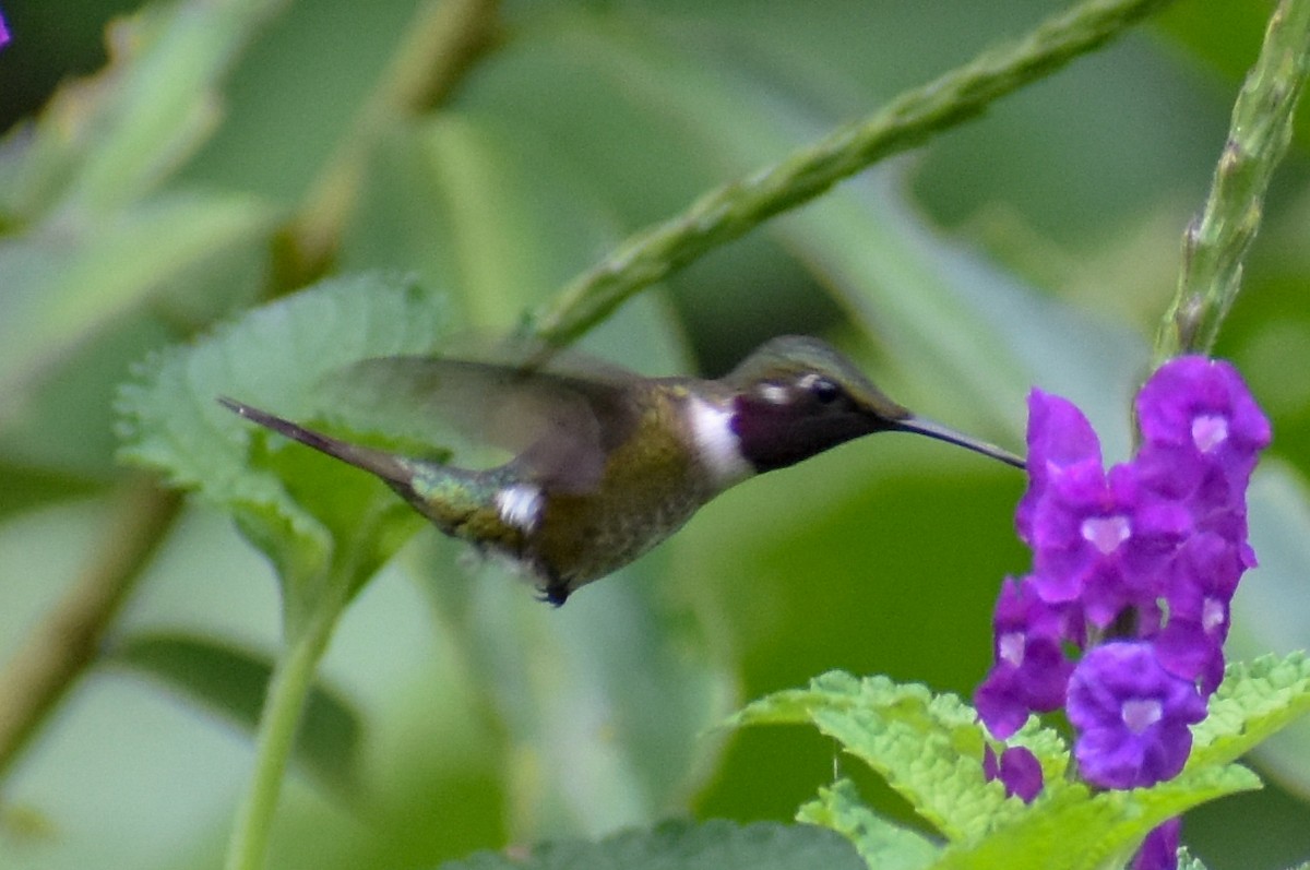 Amethyst Woodstar - ML647253772