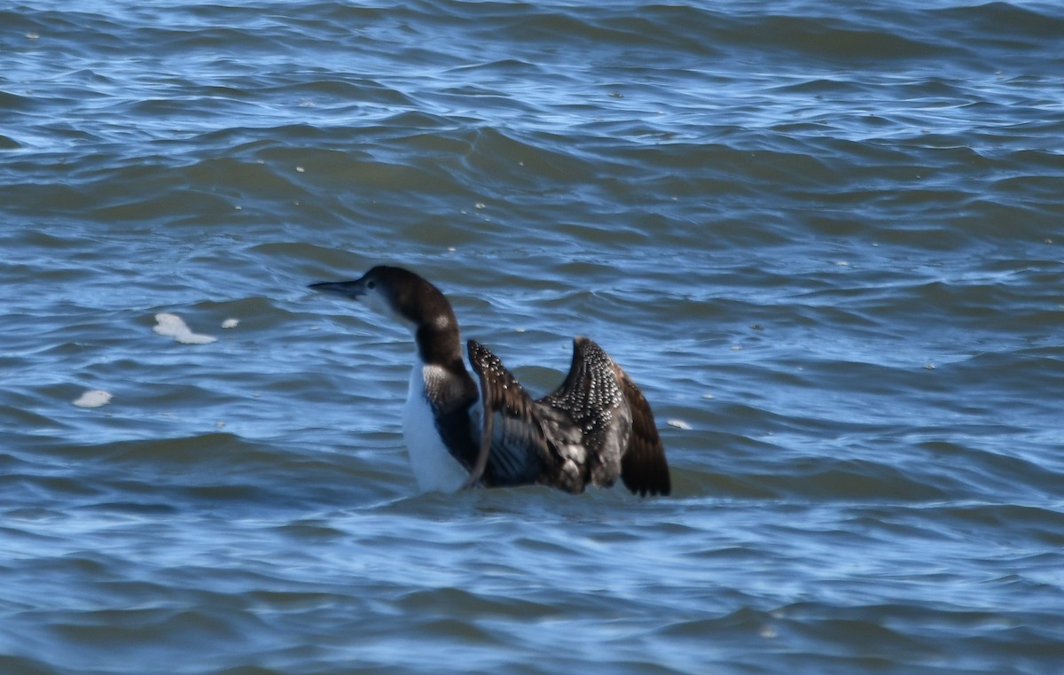 Common Loon - ML647253773