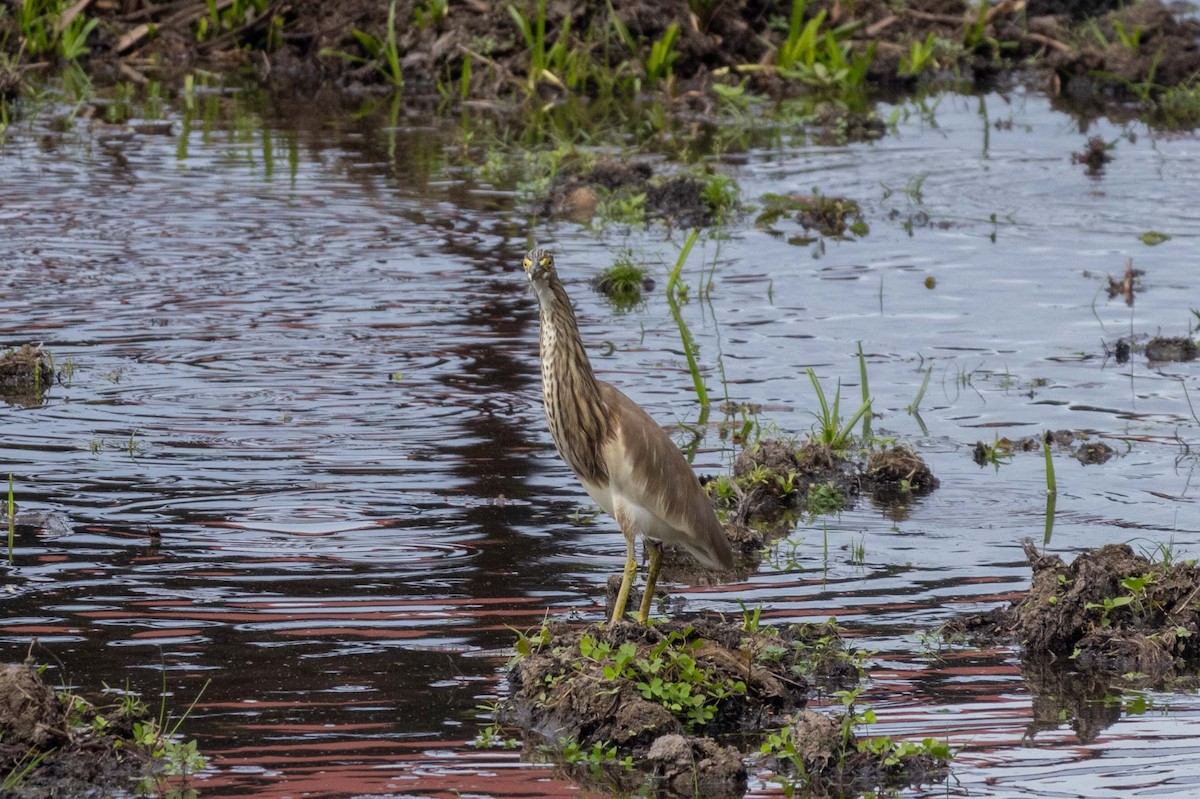 Chinese Pond-Heron - ML647253774
