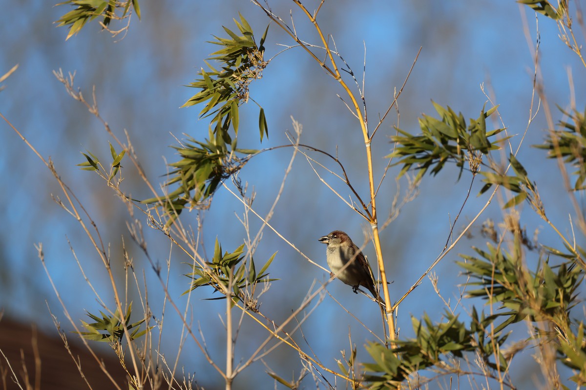 House Sparrow - ML647253780