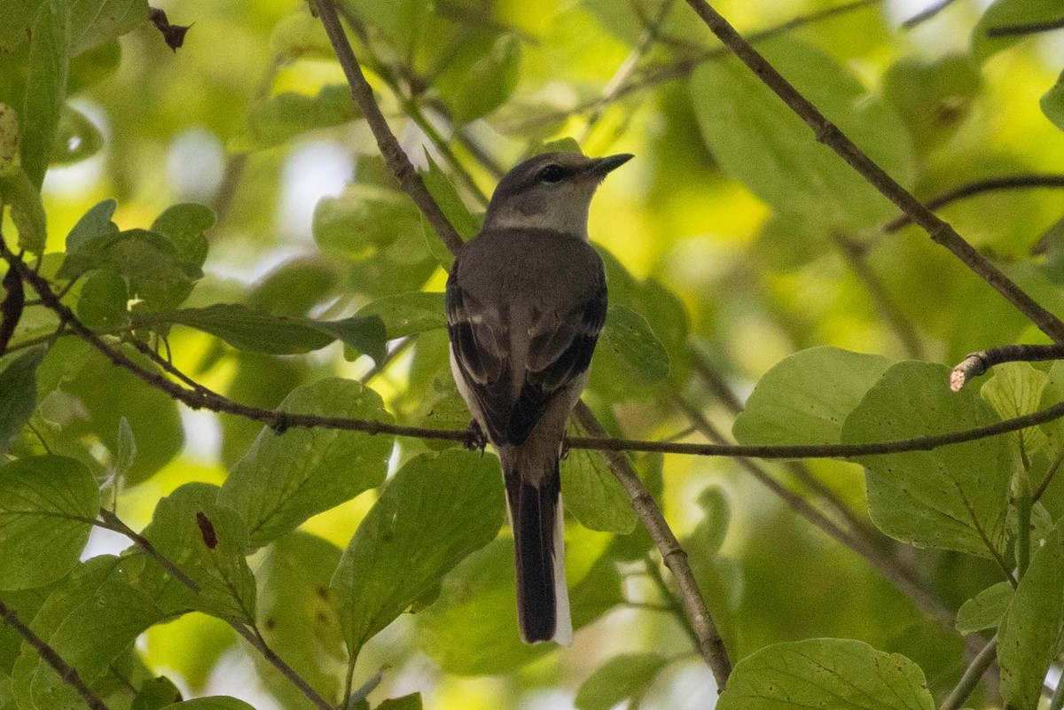 小灰山椒鳥 - ML647253787