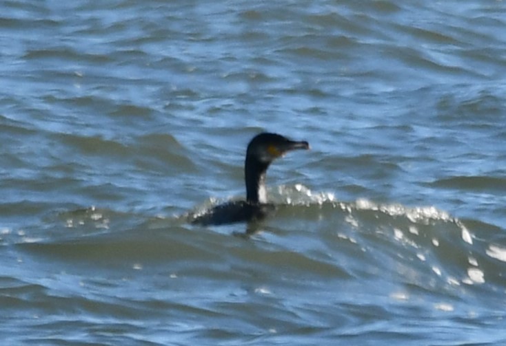 鸕鷀 - ML647253807