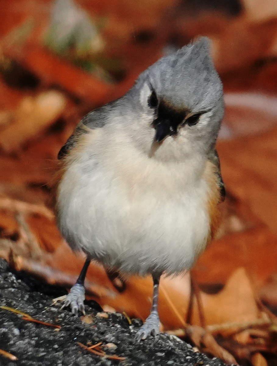 gråduskmeis - ML647253810