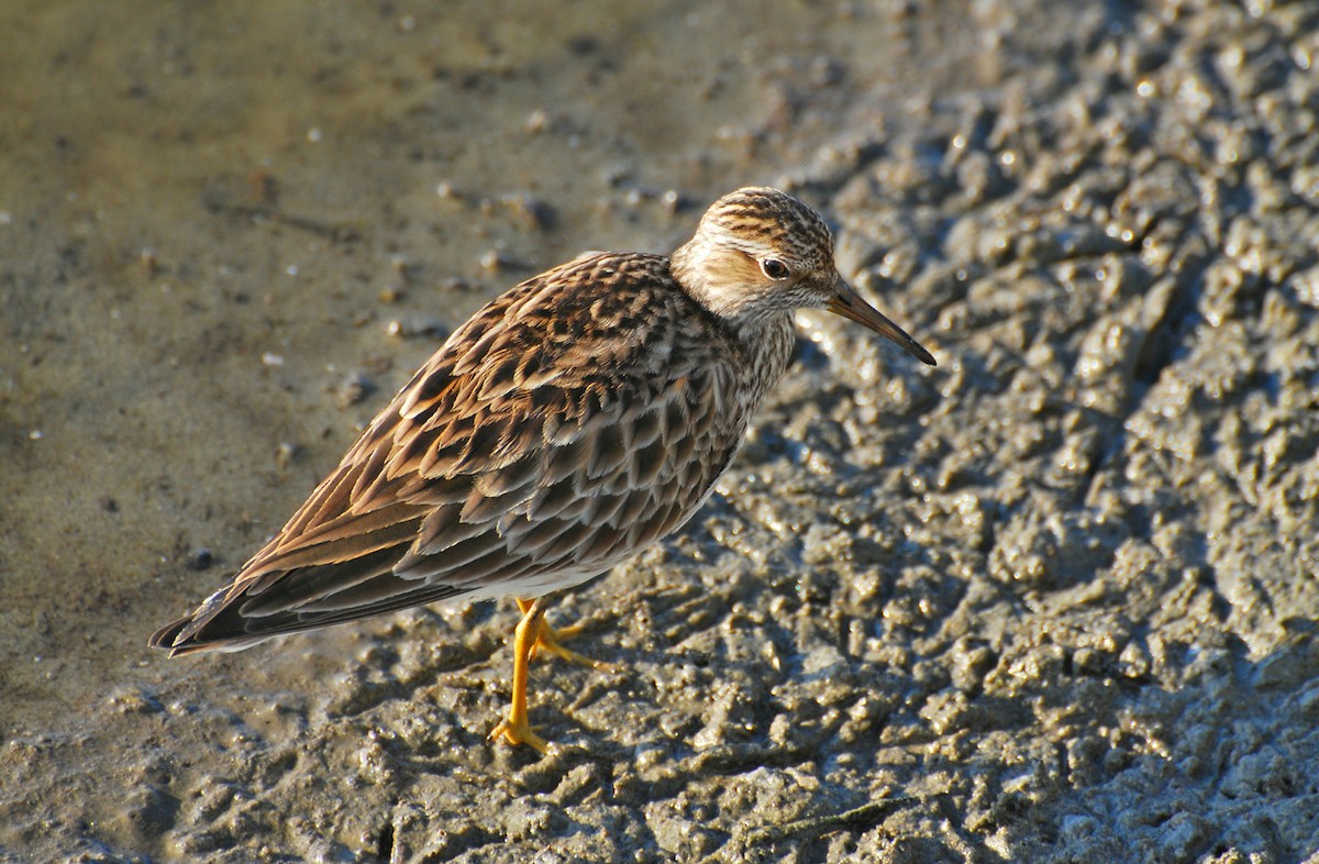 Pectoral Sandpiper - ML647253812