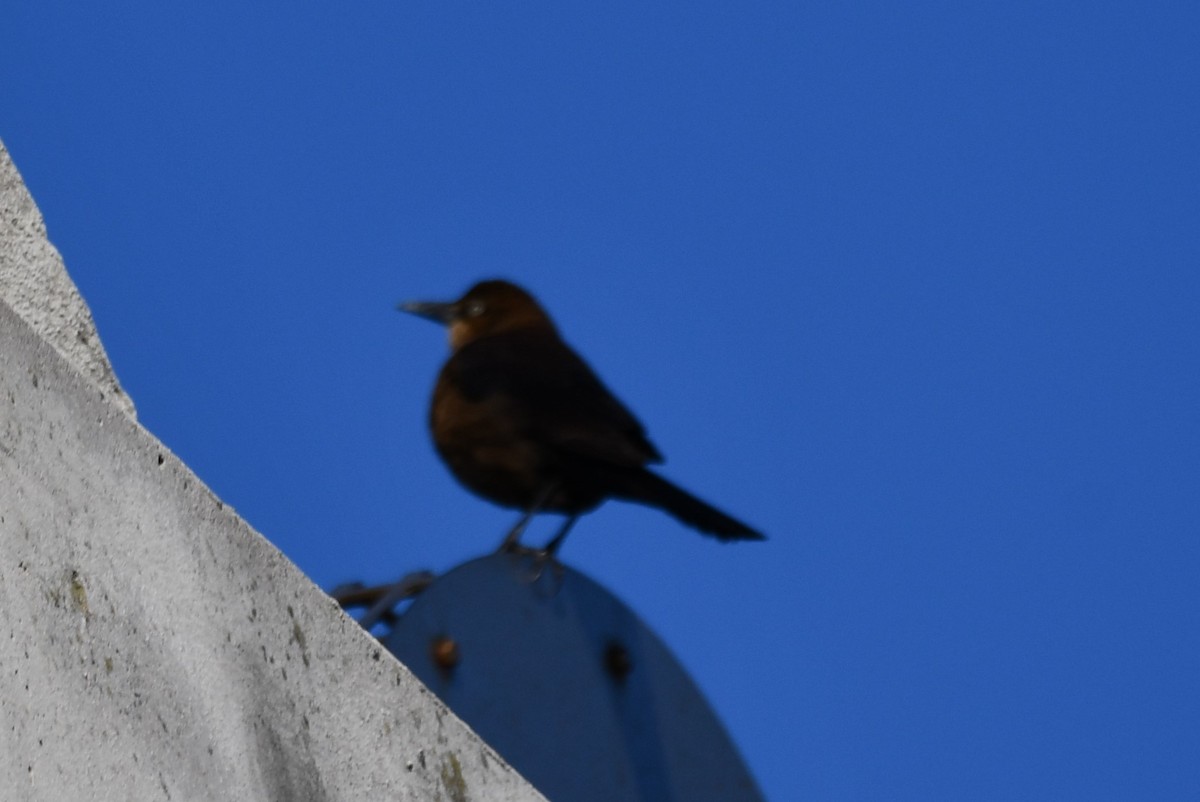 Boat-tailed Grackle - ML647253814
