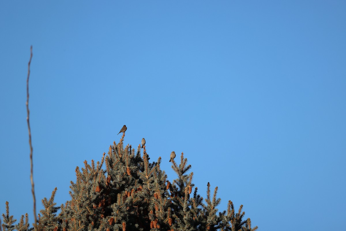 House Finch - ML647253823