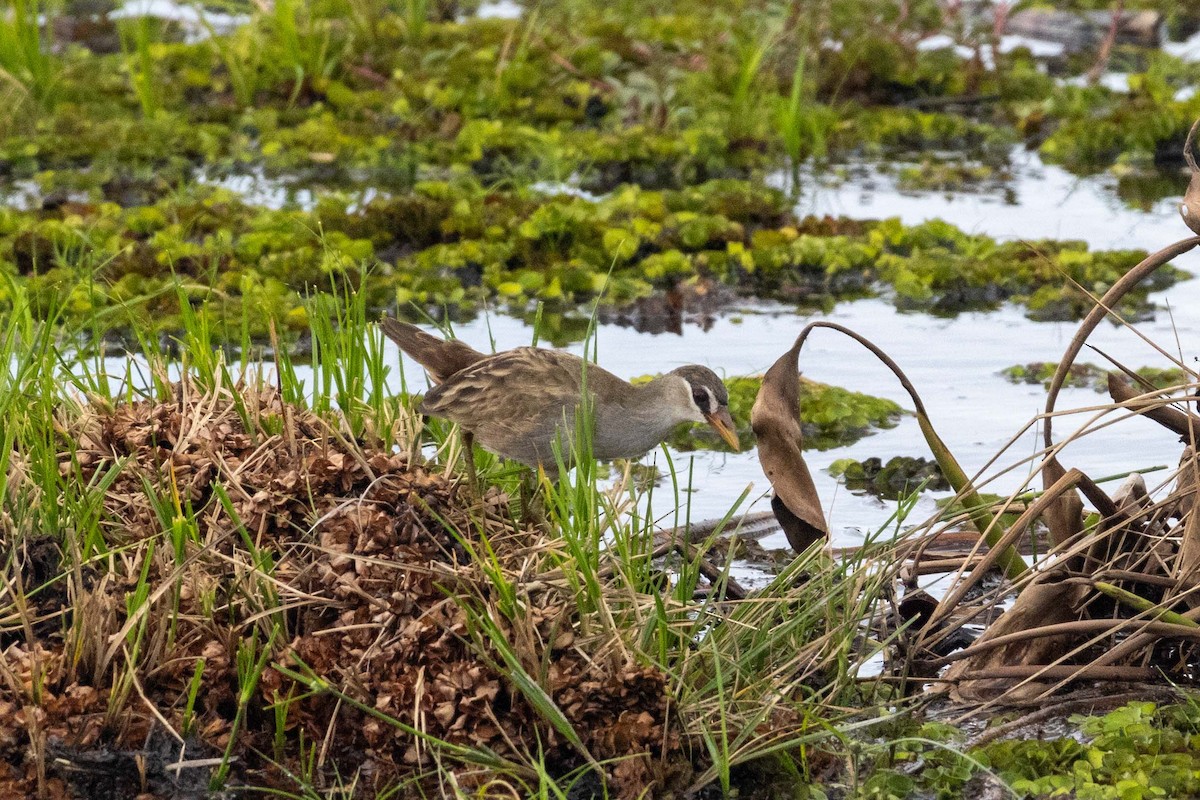 Râle cendré - ML647253824