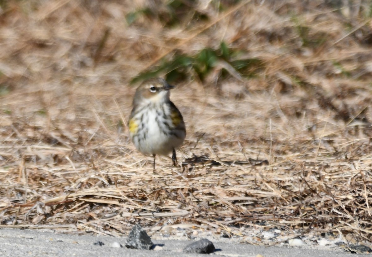 Yellow-rumped Warbler - ML647253830