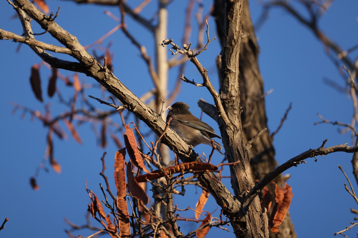 Dark-eyed Junco - ML647253845