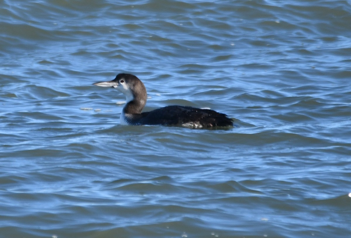 Common Loon - ML647253857