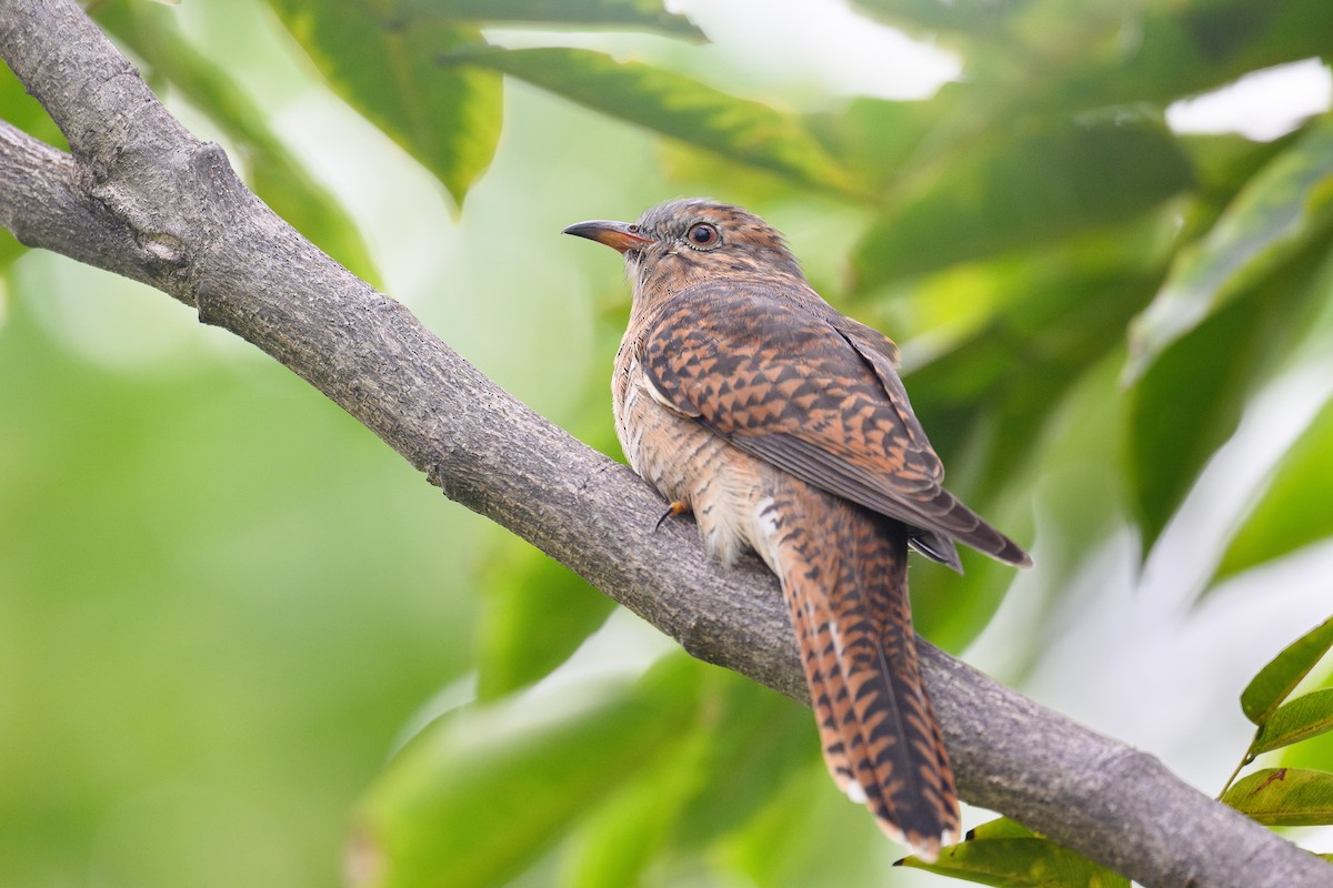 Plaintive Cuckoo - ML647253863