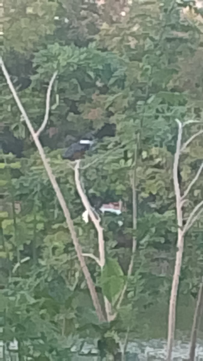 Ringed Kingfisher - ML647253864