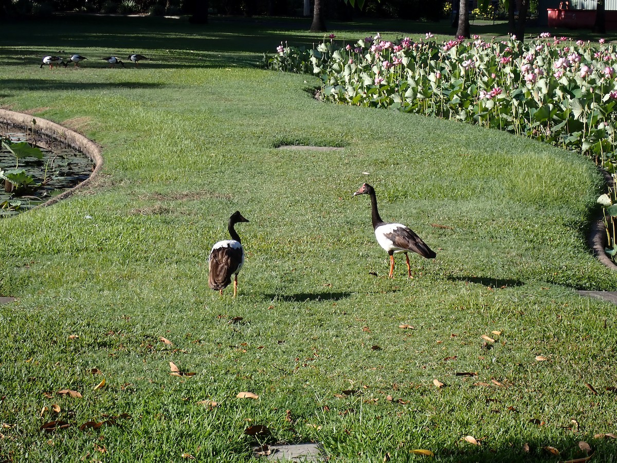 Magpie Goose - ML647253883