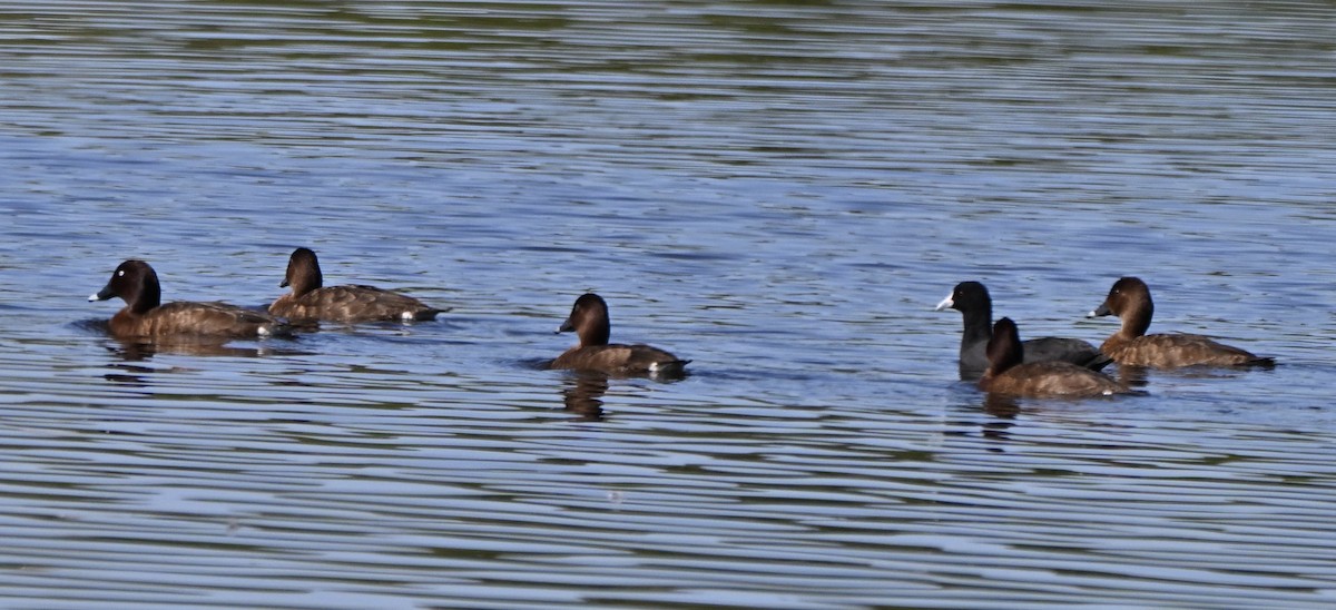 Hardhead - ML647253884