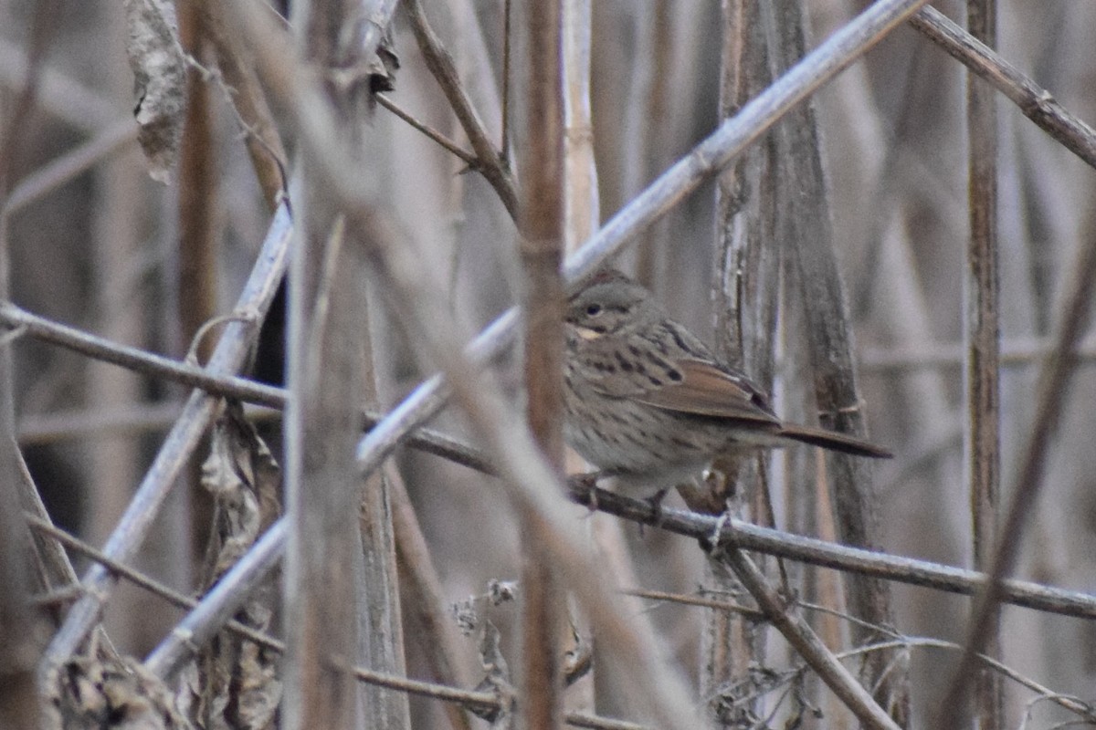 Lincoln's Sparrow - ML647253888