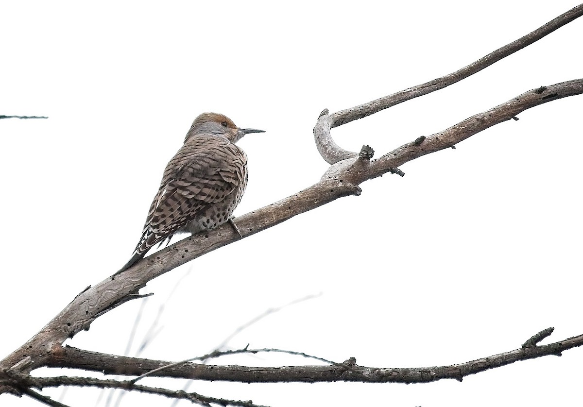 Northern Flicker - ML647253893