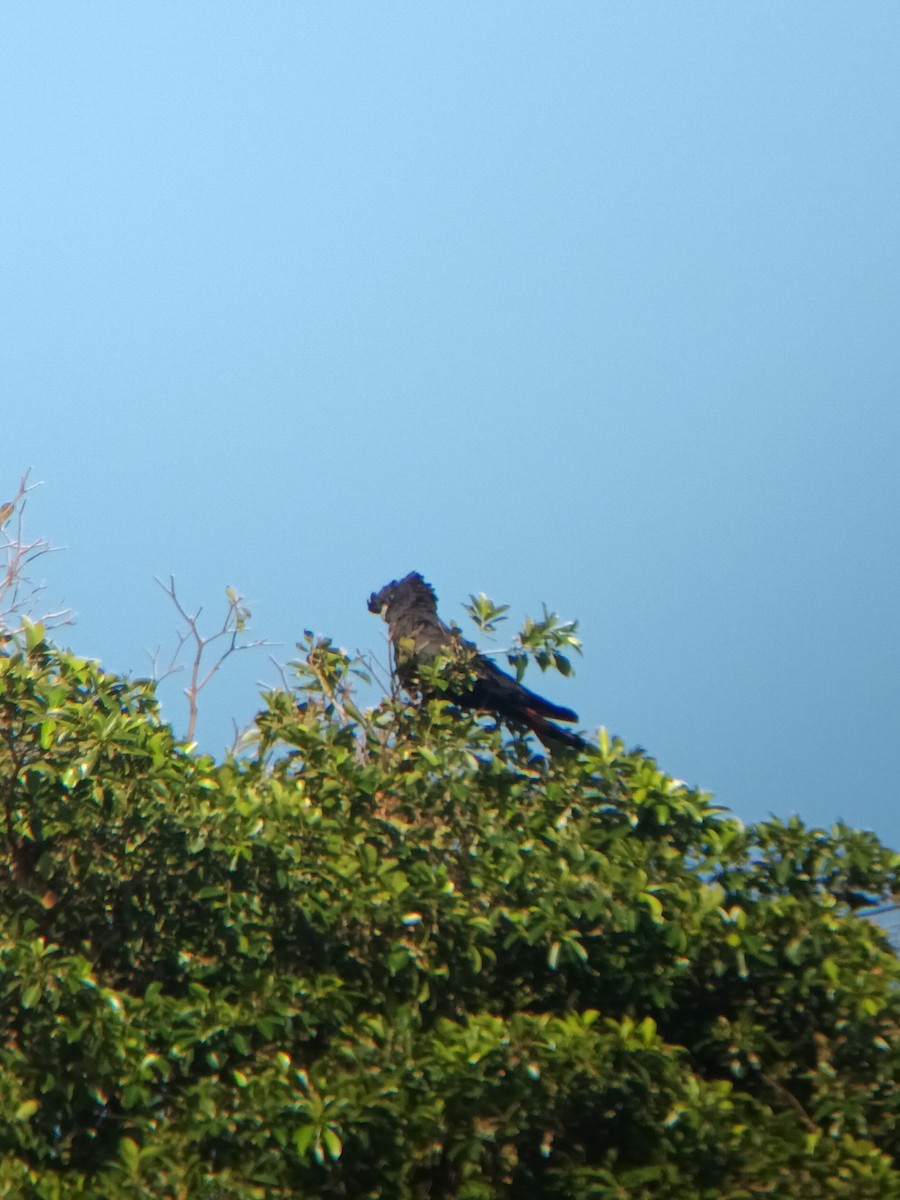 Red-tailed Black-Cockatoo - ML647253894