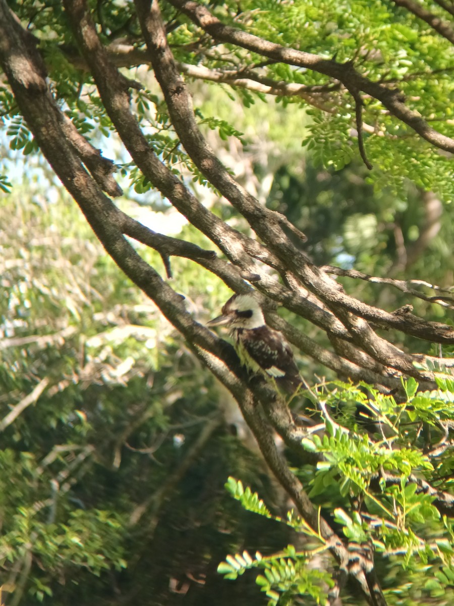 Laughing Kookaburra - ML647253902