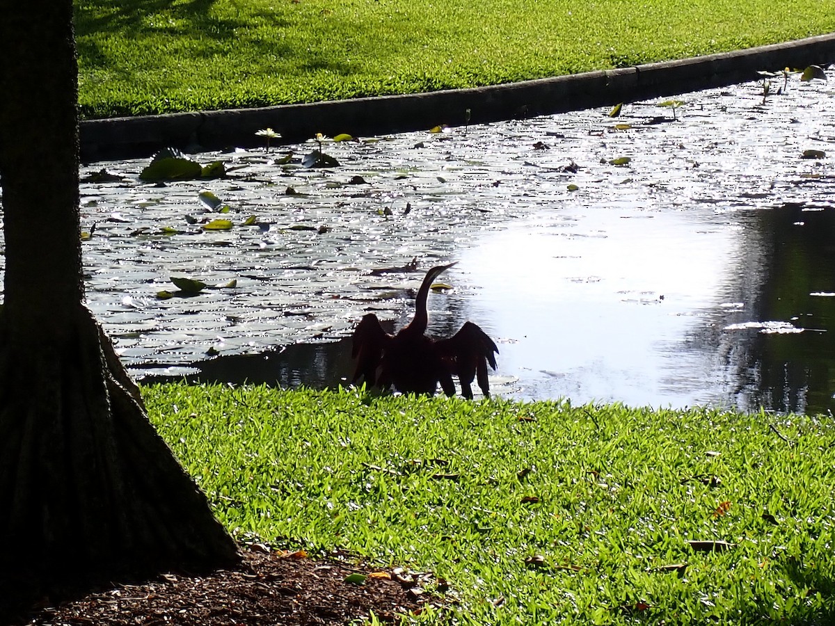 Australasian Darter - ML647253906