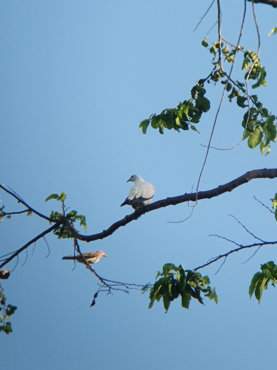 Torresian Imperial-Pigeon - ML647253912