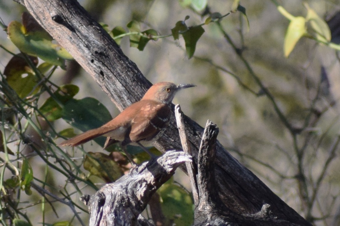 Cuitlacoche Rojizo - ML647253916