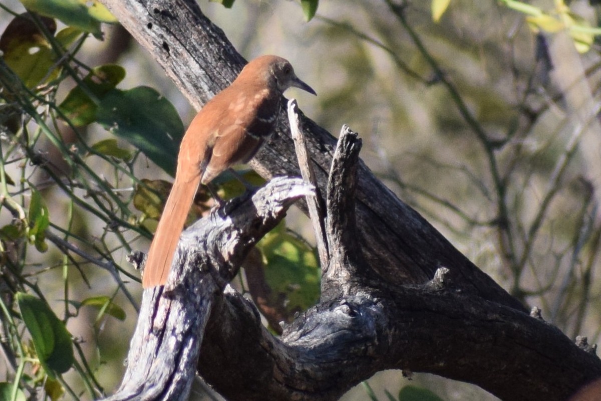 Cuitlacoche Rojizo - ML647253917